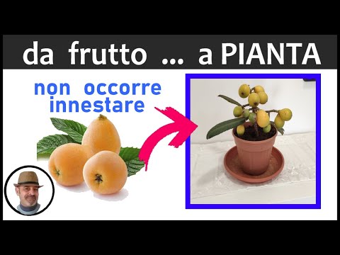 Video: Loquat non fiorisce - Motivi per cui un albero di nespolo non fiorisce