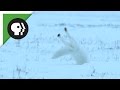 Arctic Fox Fails