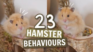 23 Hamster Behaviours ?