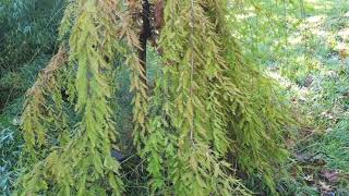 Taxodium distichum 'Cascade Falls' tisovec dvouřadý