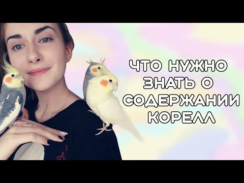 КТО ЛУЧШЕ В СОДЕРЖАНИИ: КОРЕЛЛЫ ИЛИ ОЖЕРЕЛОВЫЕ ПОПУГАИ? Совместное видео с Bird Space