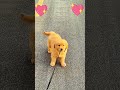 Fluffiest and Most Adorable puppies compilation😍😍🐶