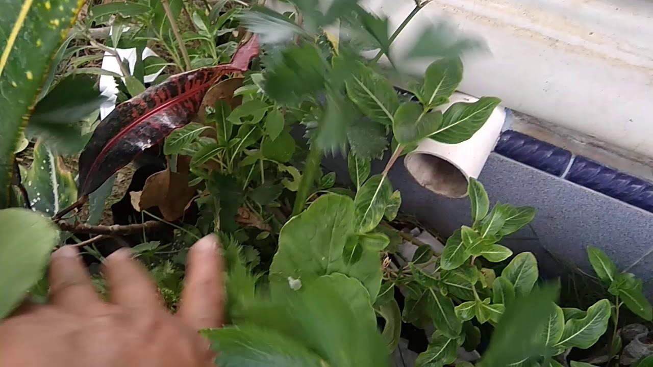 Cara menanam Seledri di paralon 