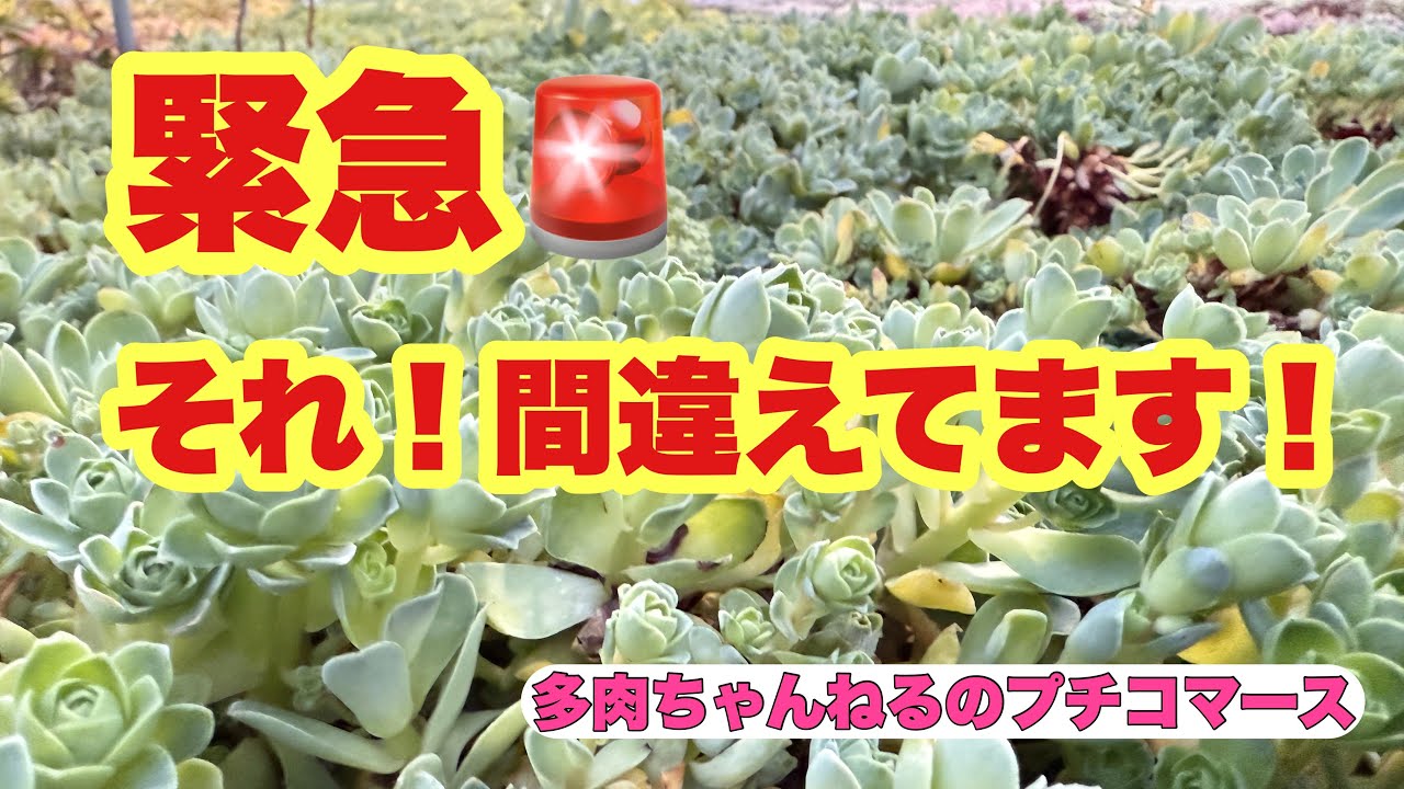 Succulents] Urgent! 🚨 That's wrong! 💦 February 21, 2026 - YouTube