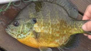 automatic fly reels Automatic Reel