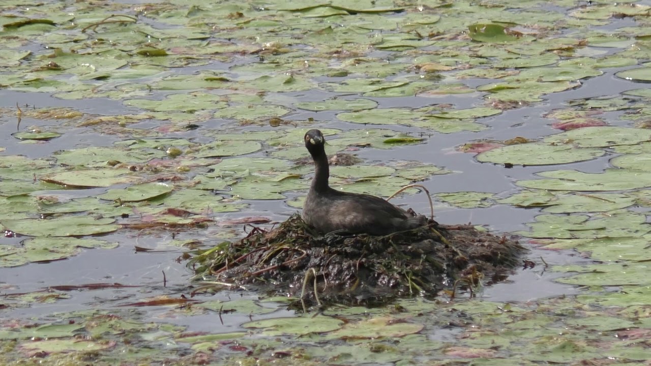 Australasian Grebe 13 