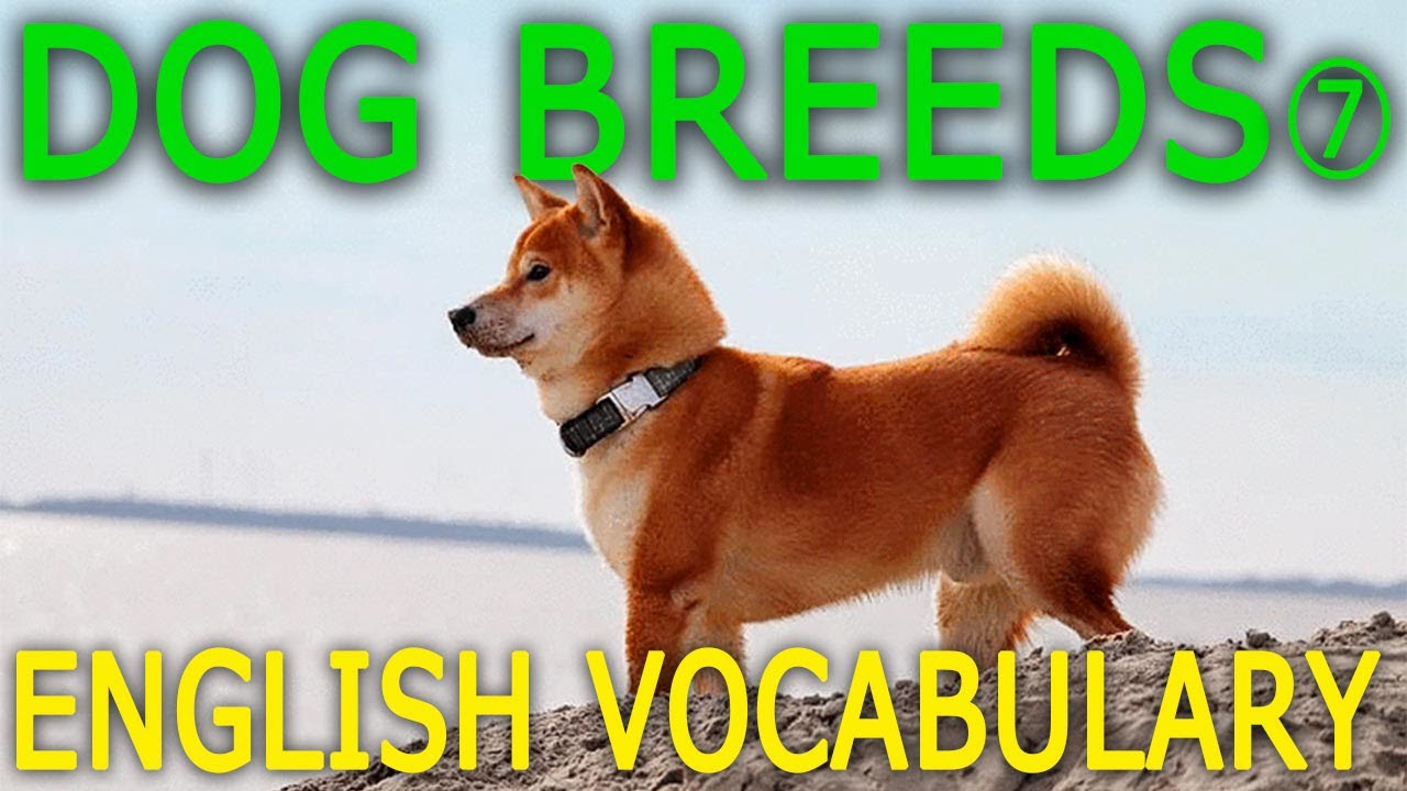 13 Dog Breeds in English 7 (P to S) Types of Dogs Animals English