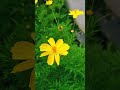 Fresh flowers in my home 💗✨|sisters vlog