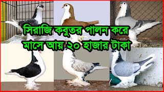 সিরাজি কবুতর পালন করে মাসে আয় করতে পারবেন ২০ হাজার প্লাস | সিরাজি কবুতর পালনে আয় ব্যয়ের হিসাব