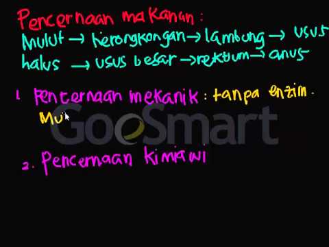 Video: Perbedaan Antara Pencernaan Mekanis Dan Pencernaan Kimiawi