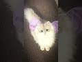 terpesona dengan kucing ( jangan lupa subscriber )