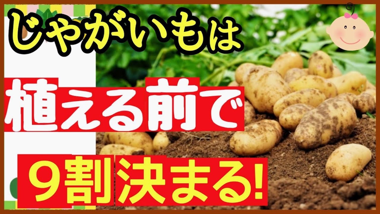 知らないと後悔します！ジャガイモを大きくする3つの準備（芽出し〔浴光育芽〕・品種・種イモ) ～初心者・家庭菜園～