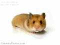 Hamster Time! - Hamster Morph W/LYRICS