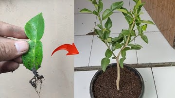 New skills: Growing kaffir lime from its leaves in pot