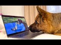 Funny German Shepherd Watching Himself on Youtube!