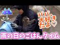 【癒し】パンチくんと飼育員パパの絆にほっこり。市川市動植物園のニホンザル【パンチくん🐵】がんばれパンチ パンチくんのごはんタイム