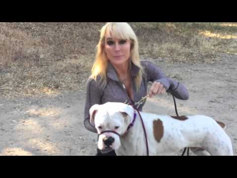 how to a to use a leash brian agnew the balanced cooper fear high flight low defense funnydog tv how to a to use a leash brian agnew the balanced cooper fear high flight low defense funnydog tv