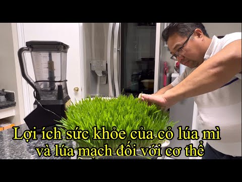 Video: Làm thế nào để đạt được những lợi ích sức khỏe của cỏ lúa mì: 10 bước