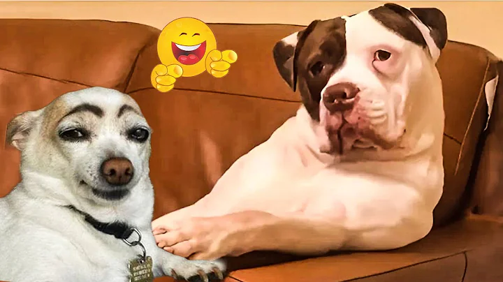 Video 8846331: animals funniest cats, pets dog