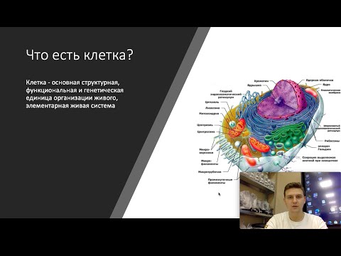 Цитология. Строение клетки, органелл, их функции