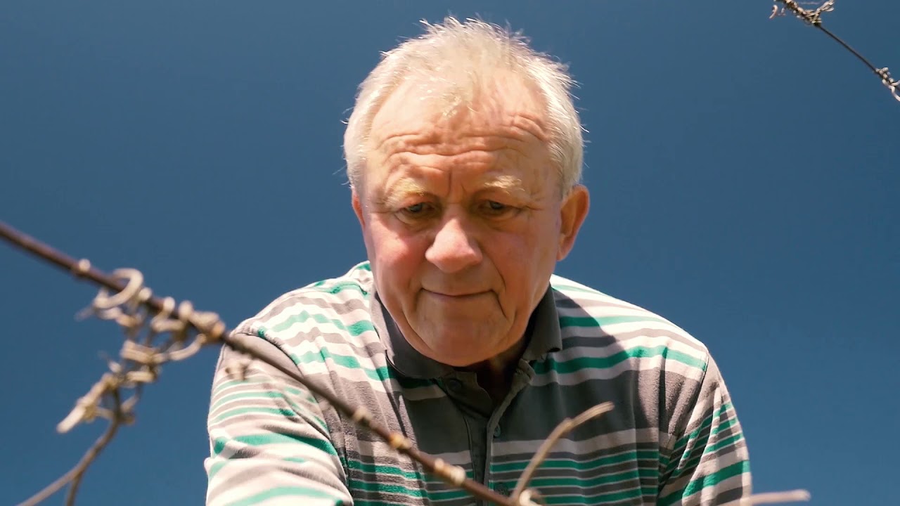 Slovácko - víno a vinařství