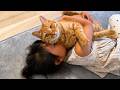 小1の娘に猫吸いされた超甘えん坊の猫がまさかの行動に...