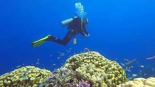 Diving at Zabargad island in The Red Sea. Wreck diving. Coral Garden. Night diving.