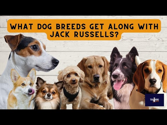 What Dog Breeds Get Along With Jack Russells? - Youtube