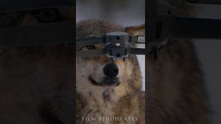 Wolf vs Drone - nose to nose stare down @DJI #drone #fpv