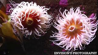 Anemone Killer Fish Trap