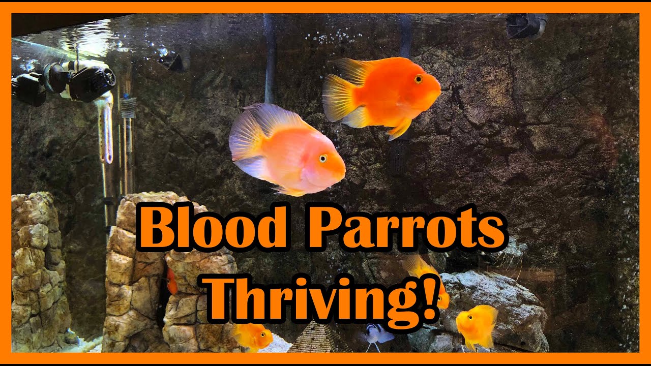 Blood Parrots are Thriving!!! YouTube