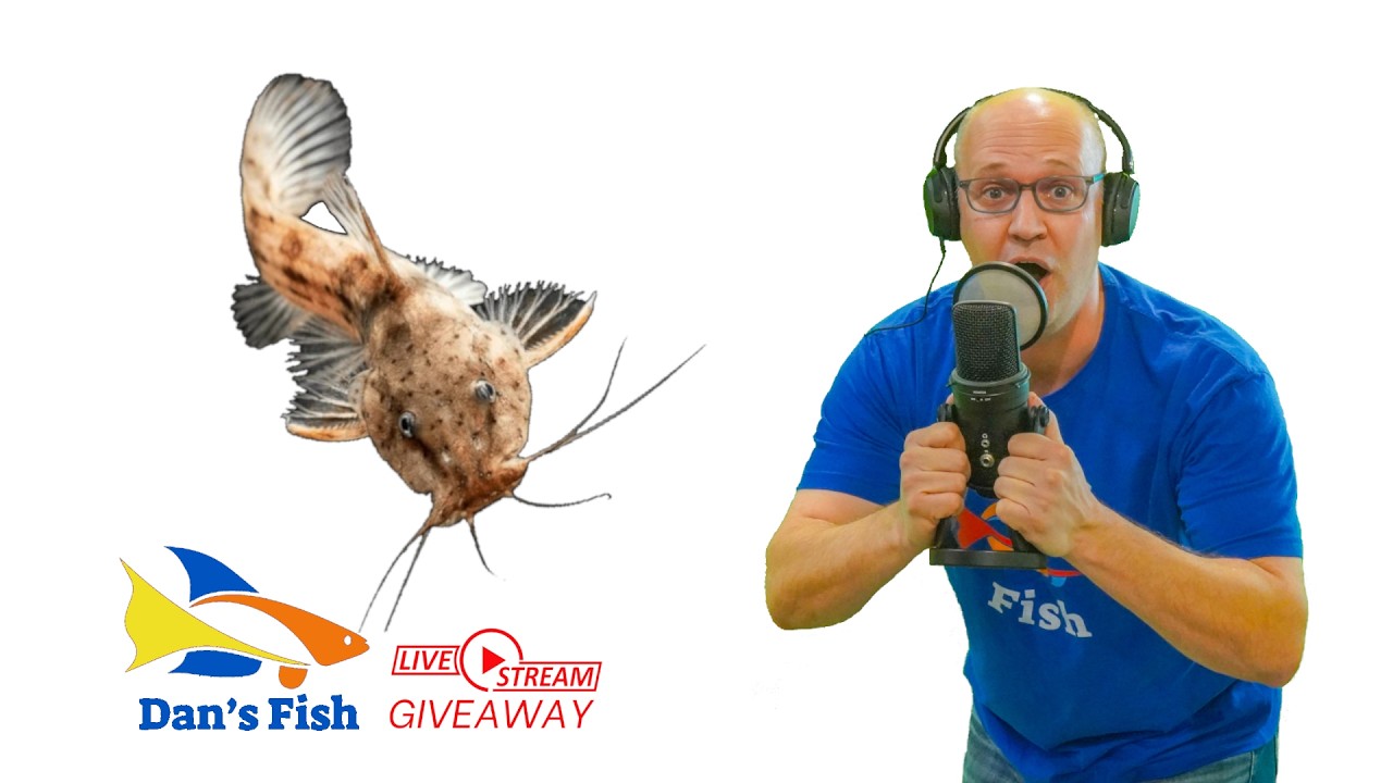 Ep394 Dwarf Giraffe Catfish GIVEAWAY