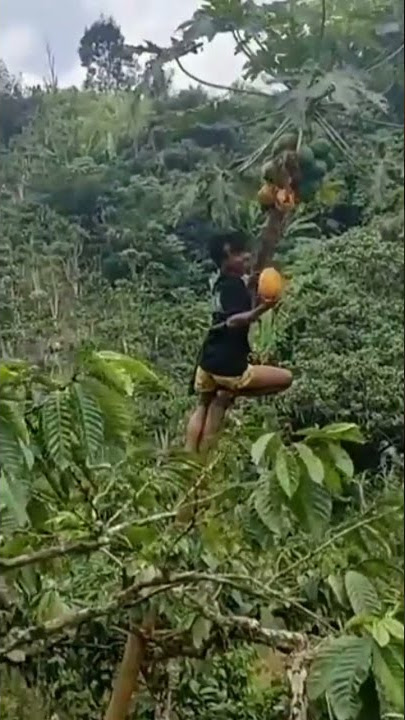 Nah Tu Kan Jatuh.. Pohon Pepaya Dipanjat  || Andy Petualang