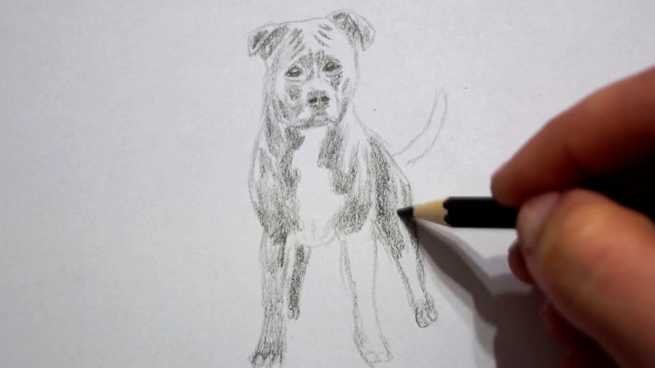 Как рисовать дог дея. Фото как нарисовать собаку. Скал дог нарисованный. Срисовать дог дея. Рисовать скал дога.