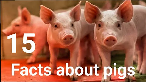 15 MIND blowing facts about pigs that you don’t know!