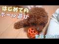 はじめて『ボール』で遊ぶ生後２か月の犬が可愛すぎたｗｗｗｗ【ティーカッププードル】【トイプードル】【子犬】