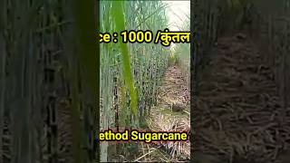 1-कुंतल गन्ने की कीमत 1000 रूपये.. shorts shortvideo shortsfeed shortsviral farming sugarcane