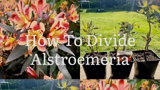 How To Divide Alstroemeria, How To Propagate Alstroemeria, Alstroemeria ‘Indian Summer’