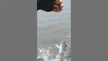 Bãi Câu bờ kè Cảng Quốc tế Long An lên toàn úc trắng bự bự, đăng ký kênh nhé cả nhà