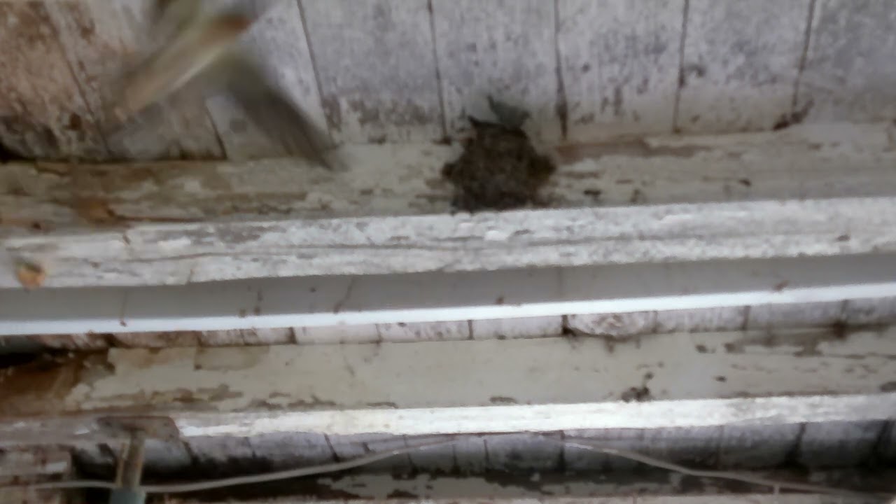 Baby Barn Swallows In Their Mud Nest!