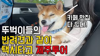 뚜벅이들의 강아지와 택시타고 제주투어 (제주 애견동반카페,애견동반식당 )