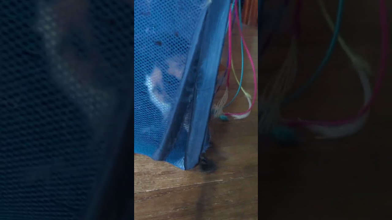 Momma kitty playtime 😺