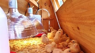 brooder coop chicken