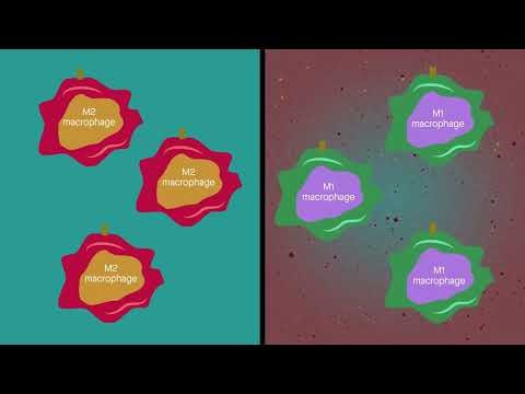 Blood cells fight arthritis by attacking inflammation and producing collagen