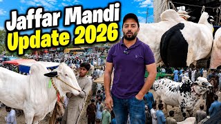 Jaffar Mandi latest update 15 May 2026 | Mandi down | Fatehjangi Bulls 2026 | Cow Mandi 2026