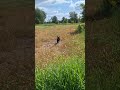 Olympic dog jump champion!