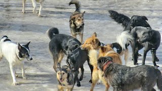 Стаи диких собак 4 серия | Документальный фильм про животных