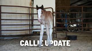 Clydesdale Foal Update! + What Mare Is Due Next???