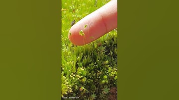 Life cycle of moss : Bryophyte #moss #bryophytes #botany #neet #neetaspirant #archanarathi