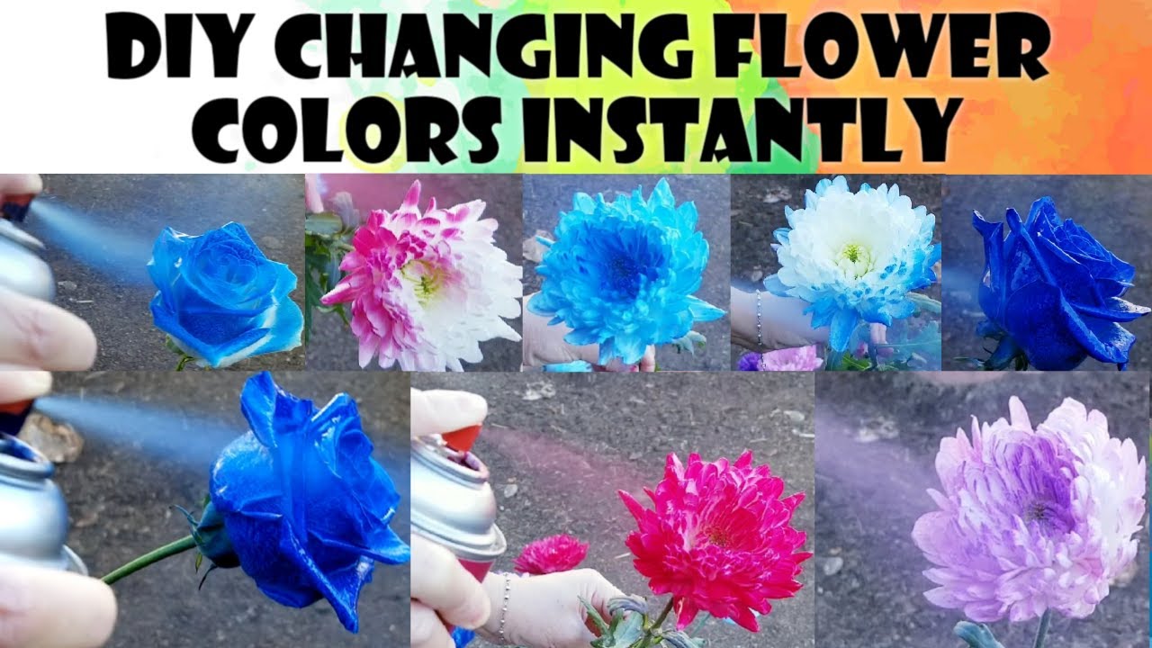 DIY Changing Flower Colors Instantly  Design Master Floral Spray Paint  🌺🌻🌹🌷🌼🌹 